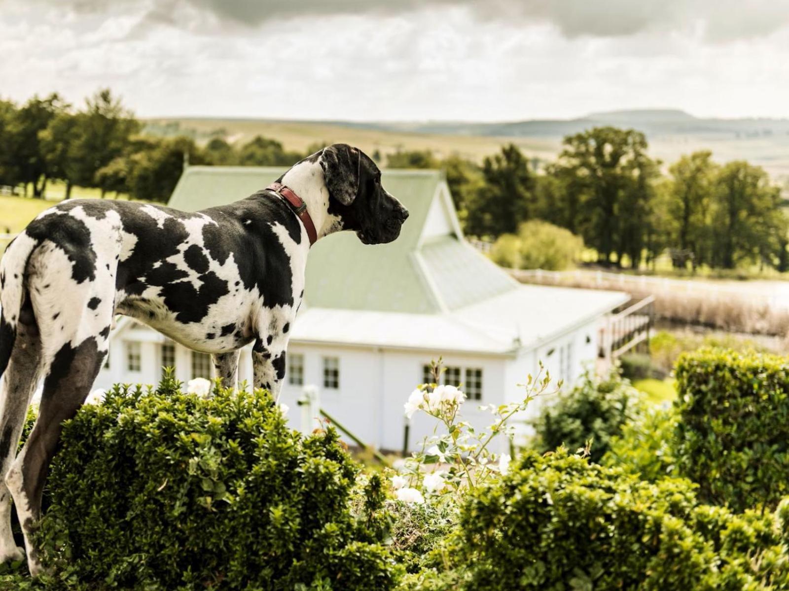 Oaklands Farm Stay Van Reenen 외부 사진